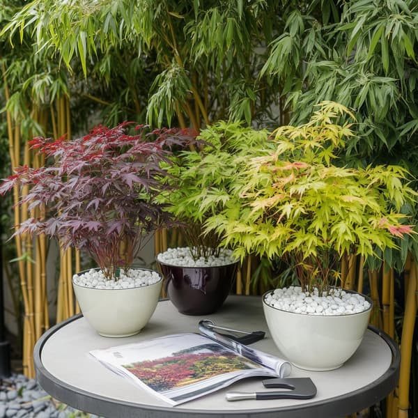 Japanin vaahtera - 4 kpl - Acer palmatum - Korkeus 25-40cm - ⌀10,5cm
