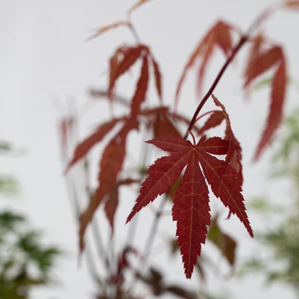Japanin vaahtera - 4 kpl - Acer palmatum - Korkeus 25-40cm - ⌀10,5cm
