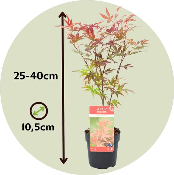 Japanin vaahtera - 4 kpl - Acer palmatum - Korkeus 25-40cm - ⌀10,5cm