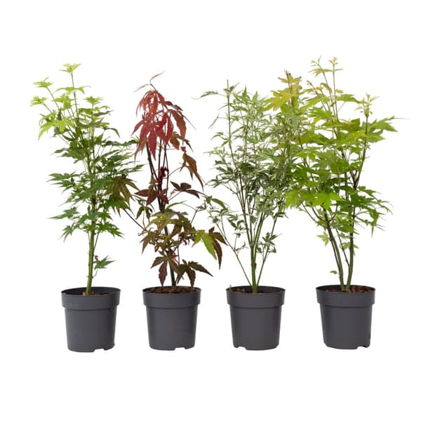 Japansk ahorn - Sæt med 4 - Acer palmatum - Højde 25-40cm - ⌀11cm