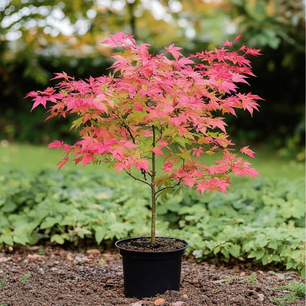 Japansk ahorn - Acer palmatum 'Beni Maiko' - Højde 60-70cm - ⌀19cm