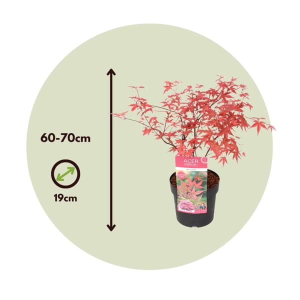 Japansk ahorn - Acer palmatum 'Beni Maiko' - Højde 60-70cm - ⌀19cm