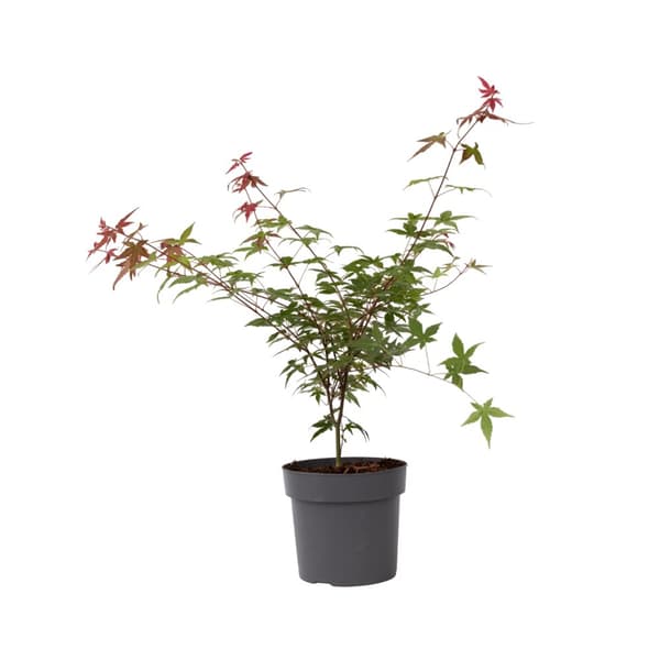 Japansk lönn - Acer palmatum 'Beni Maiko' - Höjd 60-70cm - ⌀19cm