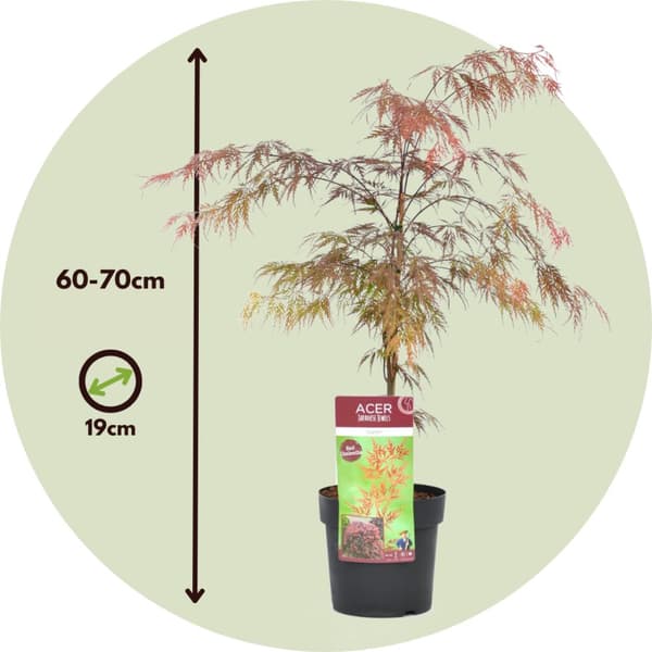 Japansk lönn - Set om 2 - Acer palmatum 'Garnet' - Höjd 60-70cm - ⌀19cm