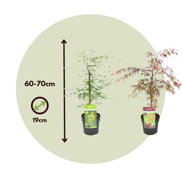 Japansk lönn - Set om 2 - Acer 'Garnet', 'Emerald Lace' - Höjd 60-70cm - ⌀19cm