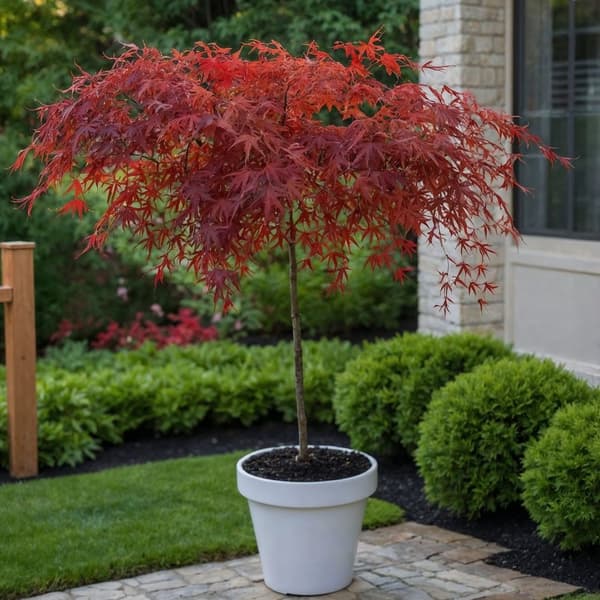 Japansk lönn - Acer palmatum 'Garnet' - Höjd 60-70cm - ⌀19cm