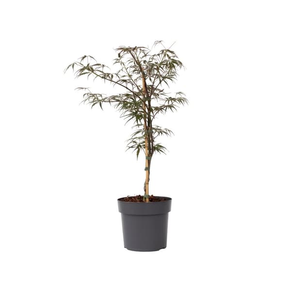 Japansk lönn - Acer palmatum 'Garnet' - Höjd 60-70cm - ⌀19cm