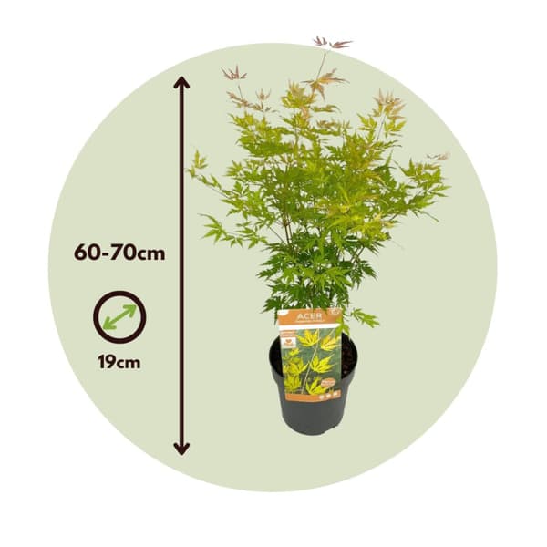 Japansk lönn - Set om 2 - Acer palmatum 'Orange Lace' - Höjd 60-70cm - ⌀19cm