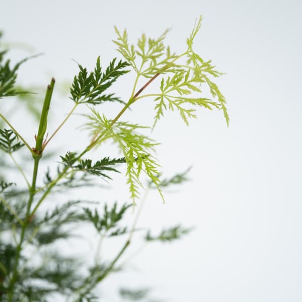 Japansk lönn - Acer palmatum 'Emerald Lace' - Höjd 60-70cm - ⌀19cm