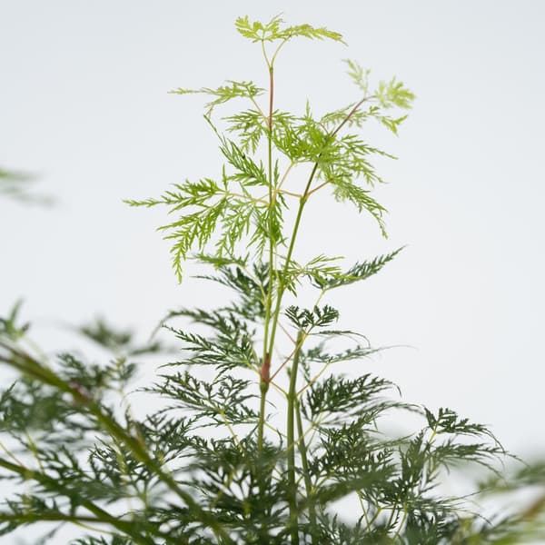 Japansk ahorn - Acer palmatum 'Emerald Lace' - Højde 60-70cm - ⌀19cm