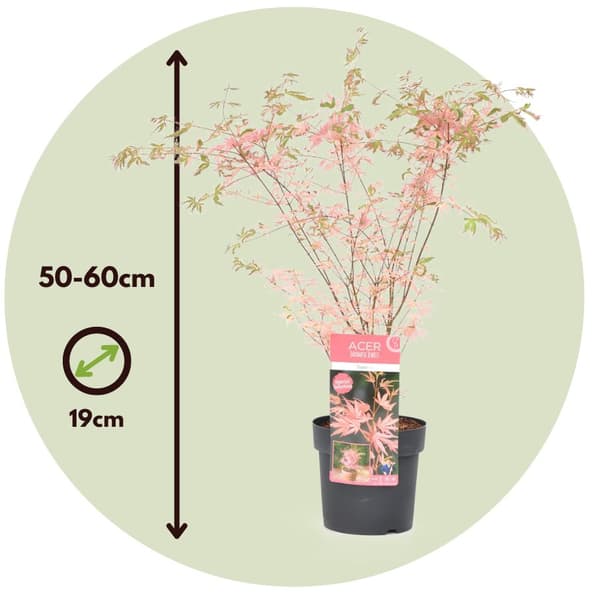 Japansk ahorn - Acer palmatum 'Taylor' - Højde 50-60cm - ⌀19cm