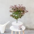Miniatyrbild 3 av 6: Japansk lönn - Set om 2 - Acer palmatum 'Atropurpureum' - Höjd 60-70cm - ⌀19cm