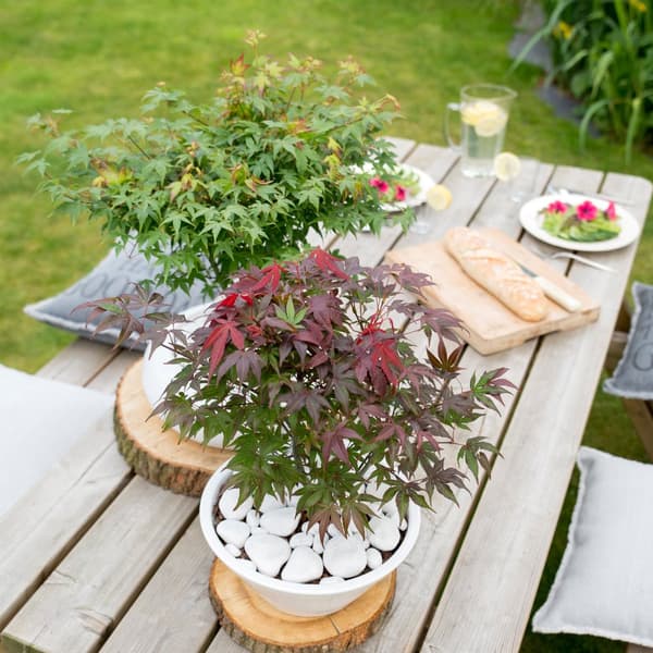 Japansk lönn - Set om 2 - Acer palmatum 'Atropurpureum' - Höjd 60-70cm - ⌀19cm