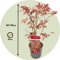 Miniatyrbild 2 av 6: Japansk lönn - Set om 2 - Acer palmatum 'Atropurpureum' - Höjd 60-70cm - ⌀19cm