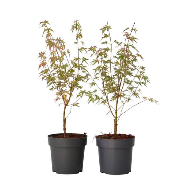 Japansk ahorn - Sæt med 2 - Acer palmatum 'Taylor' - Højde 50-60cm - ⌀19cm
