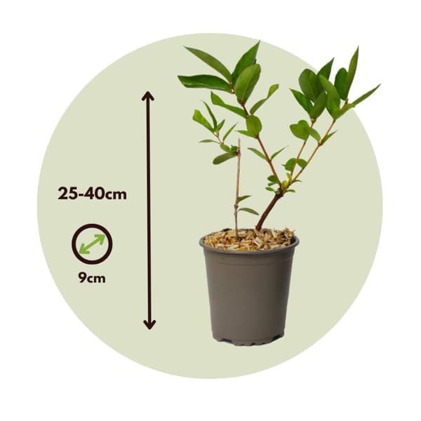Honungsbär - Set om 3 - Lonicera kamtchatica - Höjd 25-40cm - ⌀9cm
