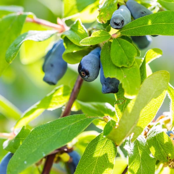 Sibirisk blåbær - Sæt med 6 - Lonicera kamtchatica - Højde 25-40cm - ⌀9cm