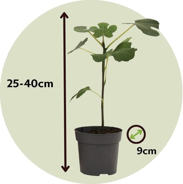 Middelhavet frugttræ - Sæt med 8 - Citrus, ficus, olea - Højde 25-40cm - ⌀9cm