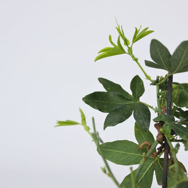 Passionsblomma - Set om 6 - Passiflora edulis 'Frederick' - Höjd 25-40cm - ⌀9cm