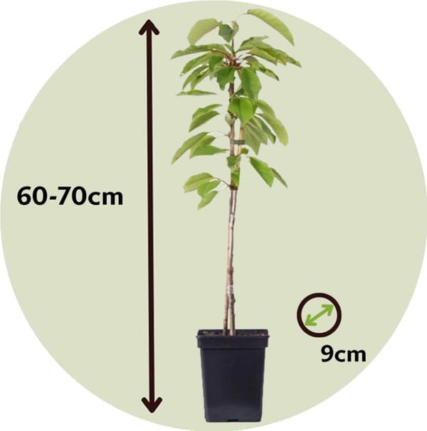 Æbletræ - Sæt med 6 - Malus - Højde 60-70cm - ⌀9cm