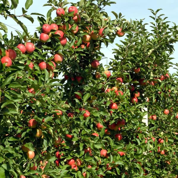 Äppelträd - Set om 3 - Malus - Höjd 60-70cm - ⌀9cm
