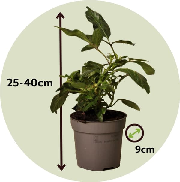 Päronmelon - Set om 3 - Solanum Muricatum 'Pepino gold' - Höjd 25-40cm - ⌀9cm