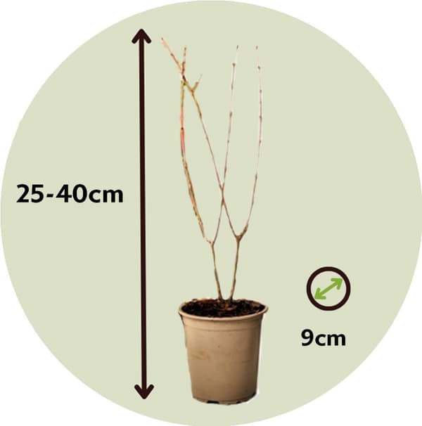 Granatæble - Sæt med 3 - Punica granatum - Højde 25-40cm - ⌀9cm