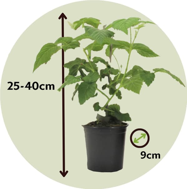 Taybär - Set om 3 - Rubus 'Tayberry' - Höjd 25-40cm - ⌀9cm