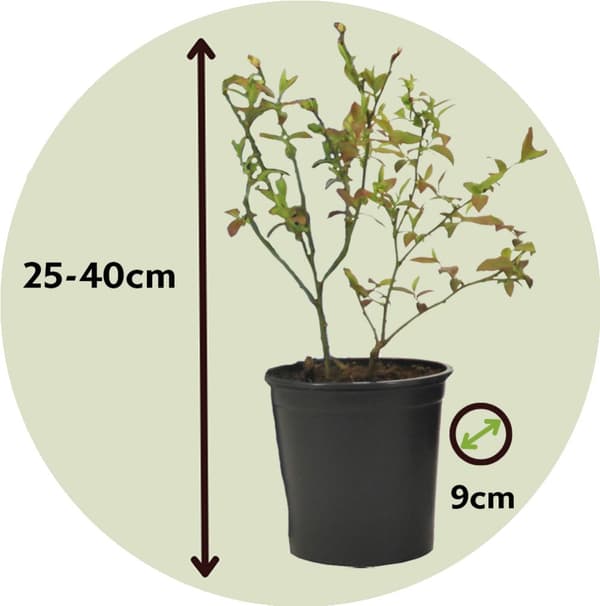 Fruktträd - Set om 8 - Actinidia, Vaccinium, Lycium - Höjd 25-40cm - ⌀9cm