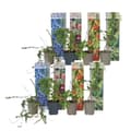 Miniatyrbild 1 av 2: Fruktträd - Set om 8 - Actinidia, Vaccinium, Lycium - Höjd 25-40cm - ⌀9cm