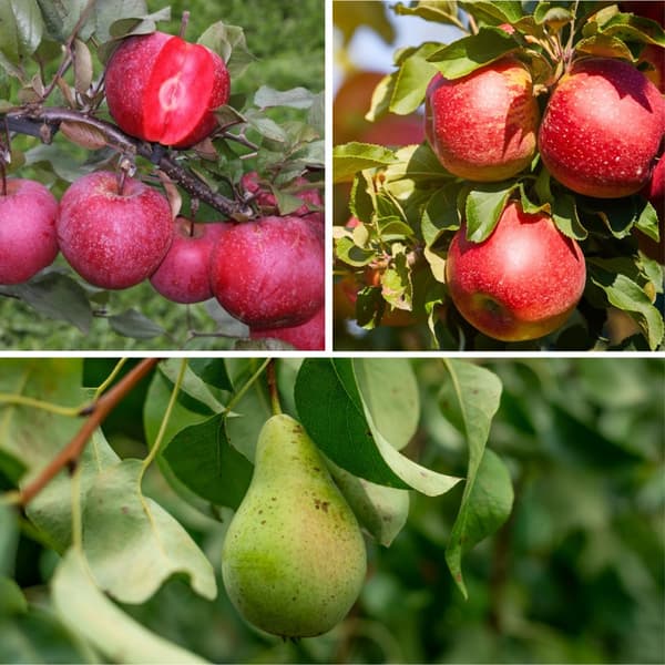 Fruktkolonner - Set om 3 - Äpple, päron - Höjd 60-70cm - ⌀9cm