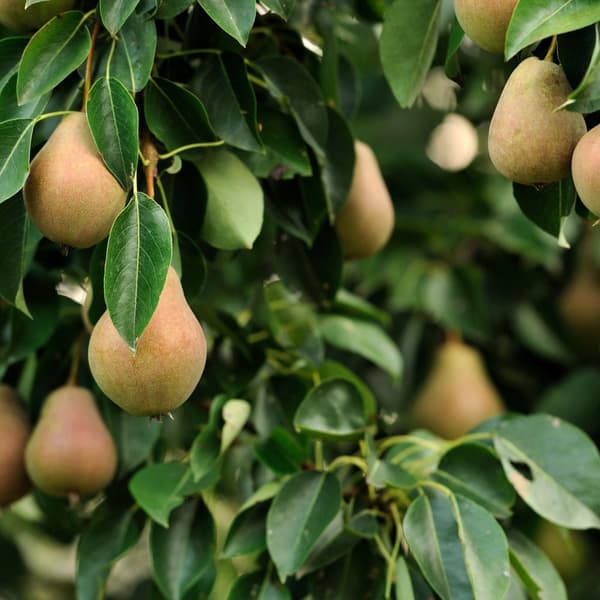 Fruktkolonner - Set om 3 - Äpple, päron - Höjd 60-70cm - ⌀9cm