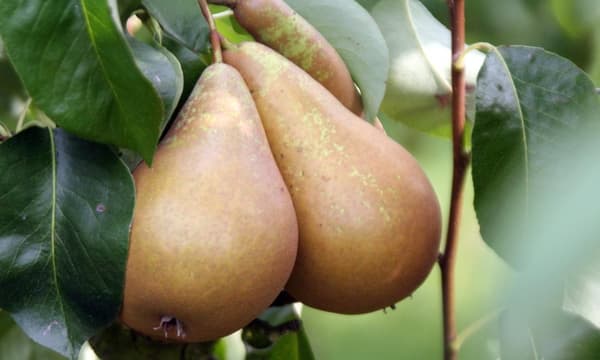 Frugttræblanding - Sæt med 4 - Malus, Pryus, Prunus - Højde 60-70cm - ⌀9cm