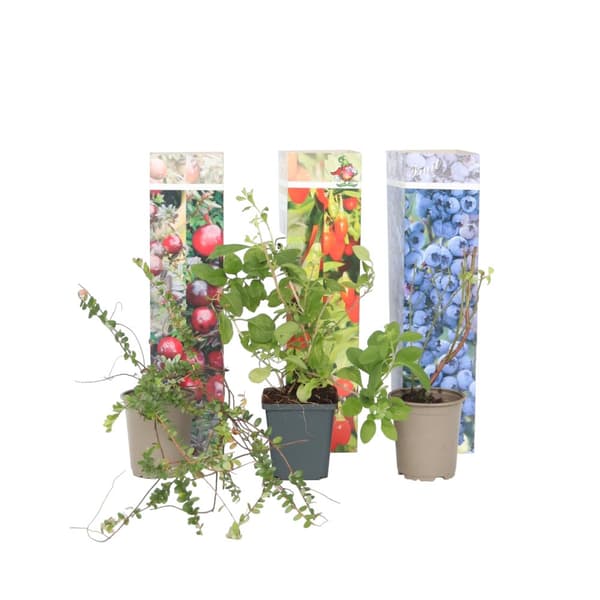 Superfrukt - Set om 6 - Actinidia, Vaccinium - Höjd 25-40cm - ⌀9cm