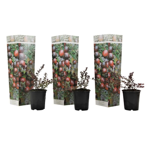 Tranbär - Set om 3 - Vaccinium macrocarpon 'Cranberry' - Höjd 10-20cm - ⌀9cm