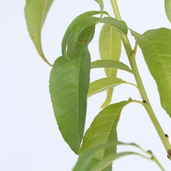 Persikkapuu - 2 kpl - Prunus persica 'Saturne' - Korkeus 60–70cm - ⌀15cm