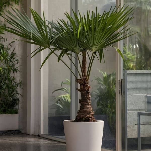Hørpalme - Trachycarpus Fortunei - Højde 65-75cm - ⌀21cm
