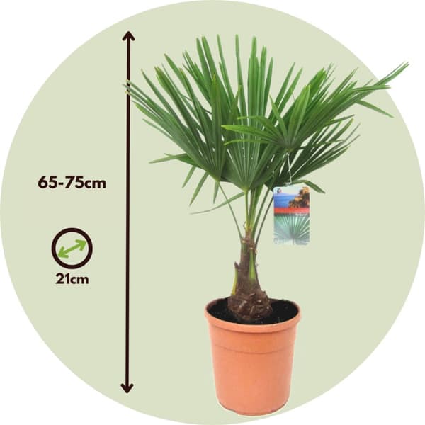 Hørpalme - Trachycarpus Fortunei - Højde 65-75cm - ⌀21cm