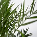 Miniatyrbild 5 av 6: Kanariepalm - Set om 2 - Phoenix canariensis - Höjd 80-100cm - ⌀19cm
