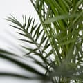 Miniatyrbild 6 av 6: Kanariepalm - Set om 2 - Phoenix canariensis - Höjd 80-100cm - ⌀19cm