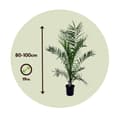 Miniatyrbild 2 av 6: Kanariepalm - Set om 2 - Phoenix canariensis - Höjd 80-100cm - ⌀19cm
