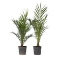 Miniatyrbild 1 av 6: Kanariepalm - Set om 2 - Phoenix canariensis - Höjd 80-100cm - ⌀19cm