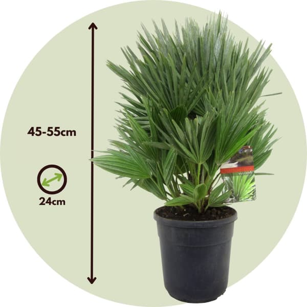 Dværgpalme - Chamaerops 'Vulcano' - Højde 45-55cm - ⌀24cm