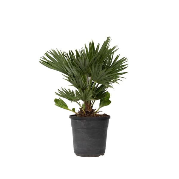 Europeiska Dvärgpalm - Chamaerops 'Vulcano' - Höjd 45-55cm - ⌀24cm