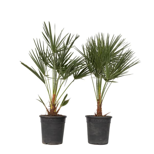 Dværgpalme - Sæt med 2 - Chamaerops humilis - Højde 70-80cm - ⌀21cm