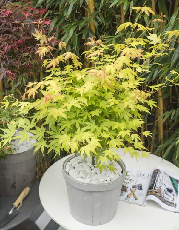 Japansk lönn - Set om 3 - Acer palmatum - Höjd 60-70cm - ⌀19cm
