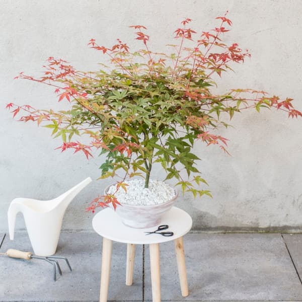 Japansk lönn - Set om 3 - Acer palmatum - Höjd 60-70cm - ⌀19cm