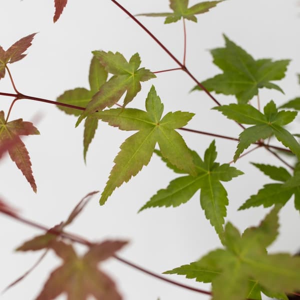 Japansk lönn - Set om 3 - Acer palmatum - Höjd 60-70cm - ⌀19cm