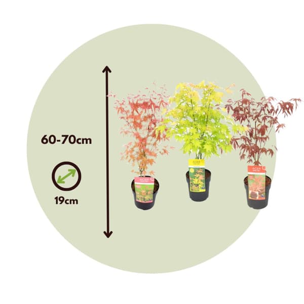 Japansk lönn - Set om 3 - Acer palmatum - Höjd 60-70cm - ⌀19cm
