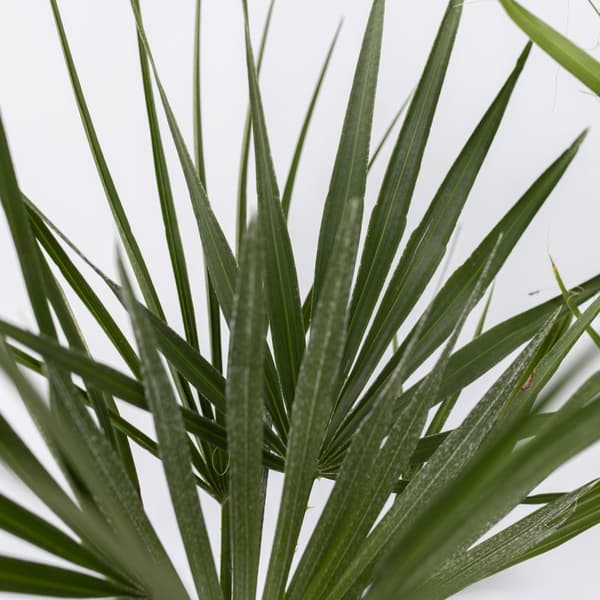 Udendørs palmeblanding - Sæt med 3 - Outdoor Palmmix - Højde 50-70cm - ⌀15cm